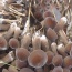 Nấm mối tươi ngon loại 1